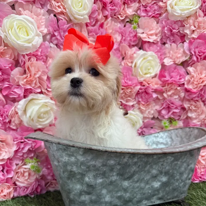 Female Teddy Bear (Zuchon) Puppy for Sale in Braintree, MA