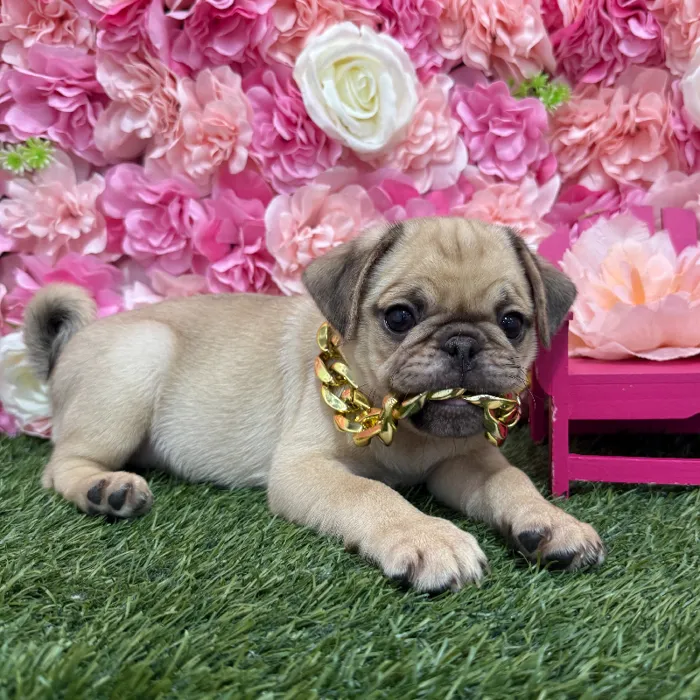 Male Pug Puppy for Sale in Braintree, MA