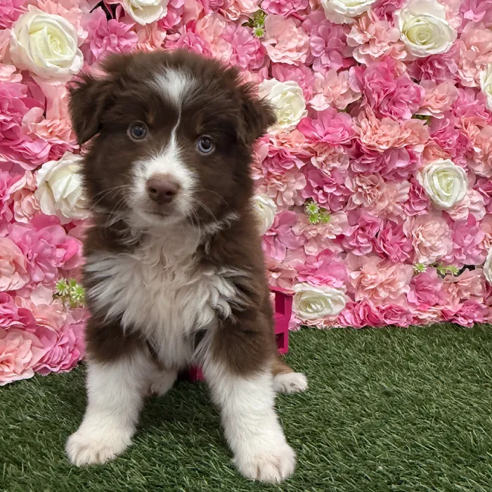Male Miniature Australian Shepherd Puppy for Sale in Braintree, MA