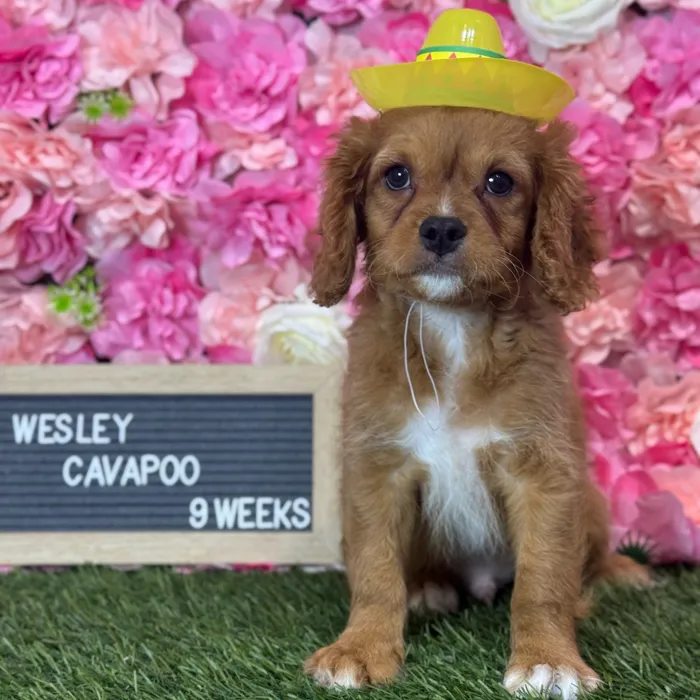 Male Cavapoo 2Nd Gen puppy named Wesley for sale at Pet Express Saugus.