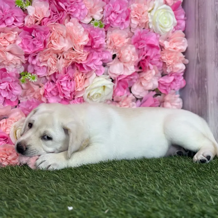 Female Labrador Retriever puppy named Luna for sale at Pet Express Saugus.