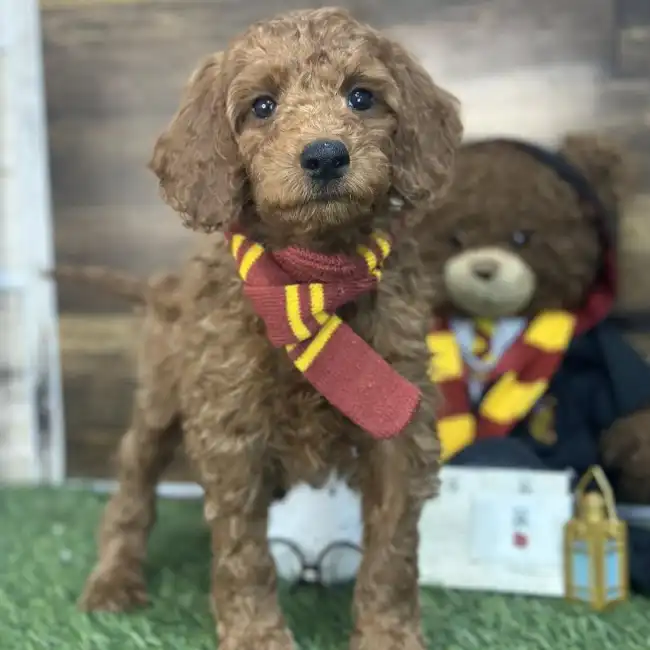 Male Mini Irishdoodle 2nd Gen Puppy for Sale in Saugus, MA