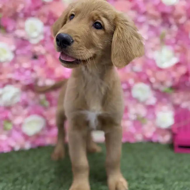 Male Golden Retriever Puppy for Sale in Braintree, MA