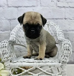 car_main_img_/media/ap_media/pets/JPHQBDQOIFWJ184725.webp.250x250_q85.webp