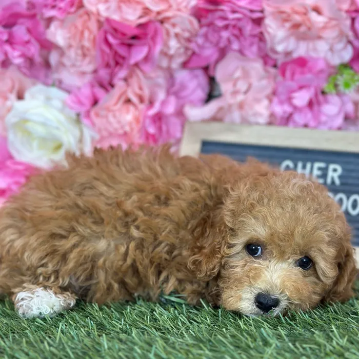 Female Malti-Poo 2Nd Gen puppy named Cher for sale at Pet Express Saugus.