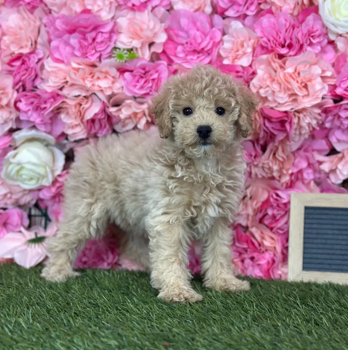 Female Poodle (Mini) puppy named Ginger for sale at Pet Express Saugus.