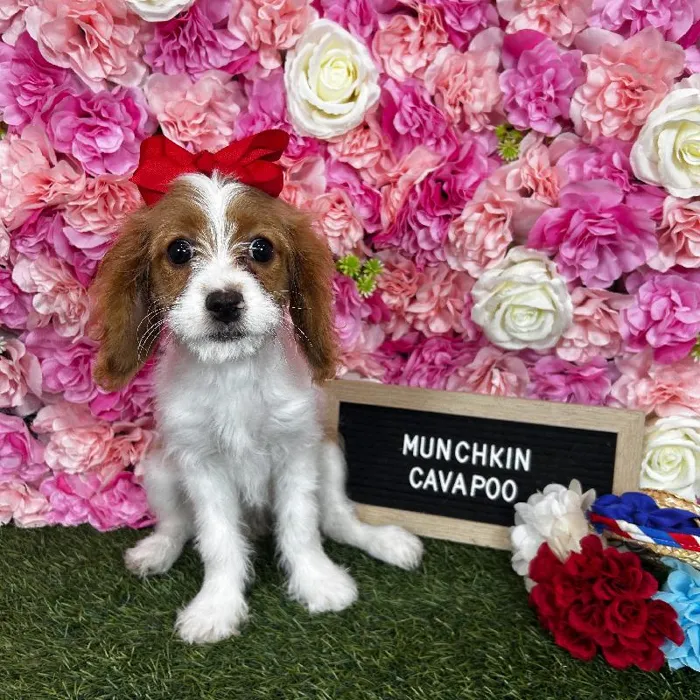 Female Cavapoo puppy named Munchkin for sale at Pet Express Braintree.