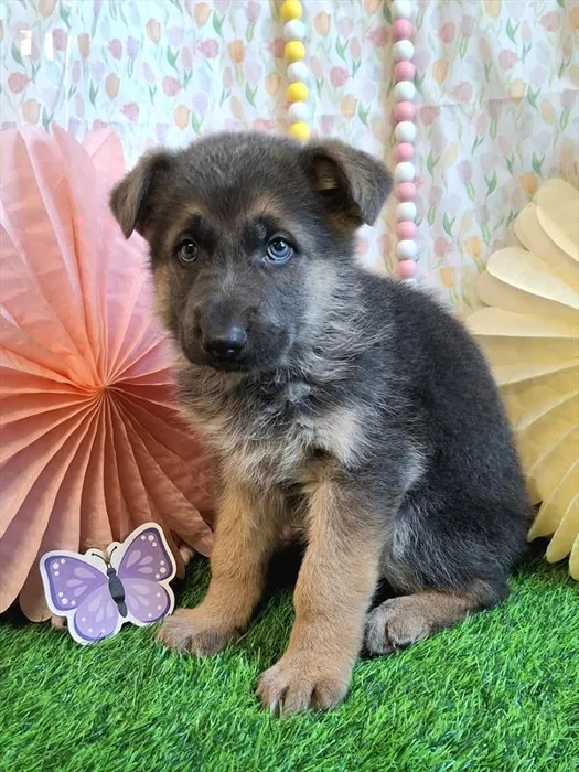 Male German Shepherd Dog puppy named Phil for sale at Pet Express Saugus.