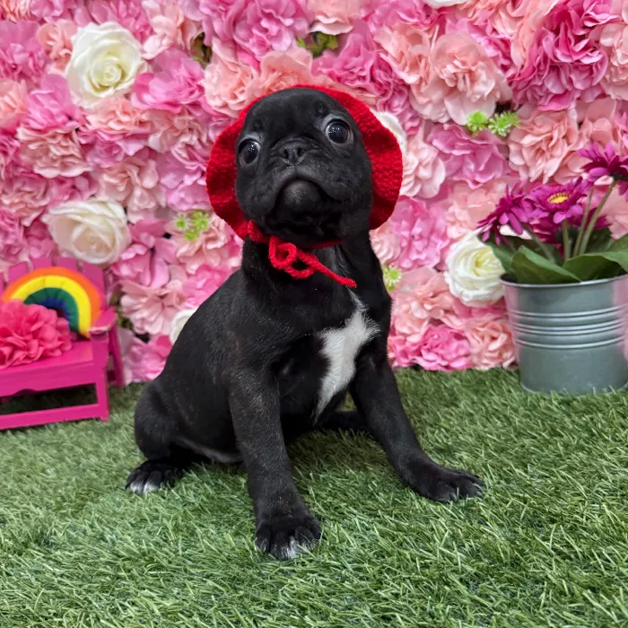 Female Bugg Puppy for Sale in Braintree, MA