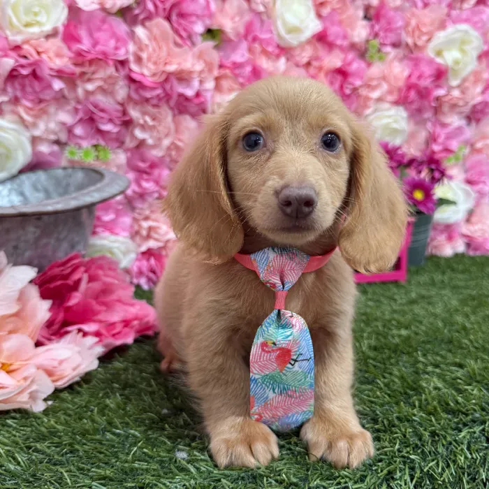 Male Dachshund Puppy for Sale in Braintree, MA
