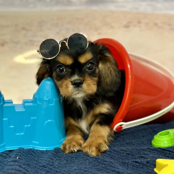 Female Cavalier King Charles Spaniel Puppy for Sale in Braintree, MA