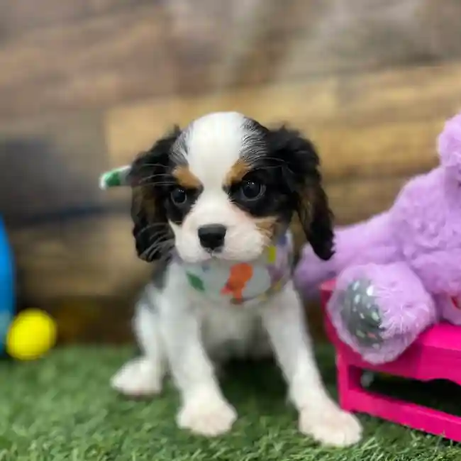 Male Cavalier King Charles Spaniel Puppy for Sale in Braintree, MA
