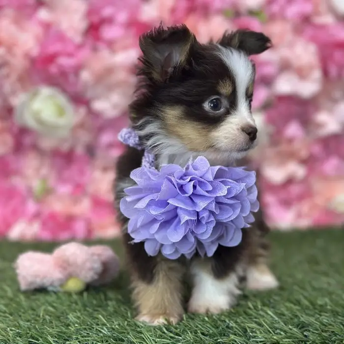 Female Toy Australian Shepherd Puppy for Sale in Braintree, MA
