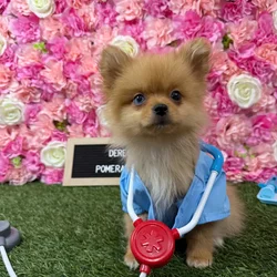 Male Pomeranian puppy named Derek for sale at Pet Express Braintree.