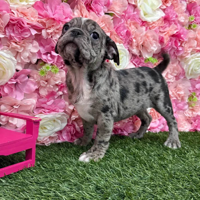 Male Bugg Puppy for Sale in Braintree, MA
