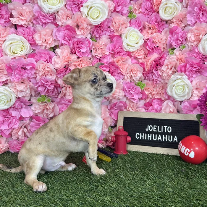 Male Chihuahua puppy named Joelito for sale at Pet Express Braintree.