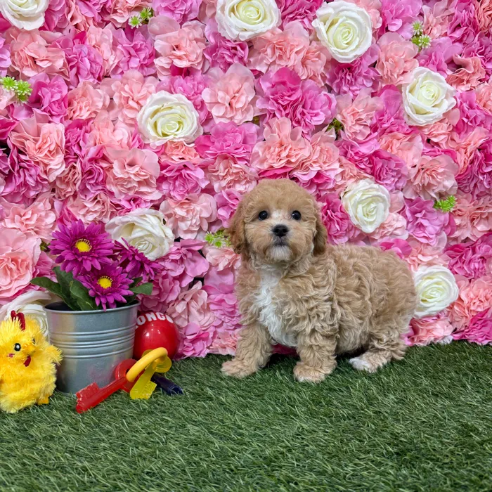 Female Bichon-Poodle puppy named Bonnie for sale at Pet Express Braintree.