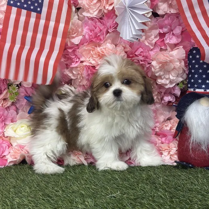 Female Lhasa Apso Puppy for Sale in Saugus, MA