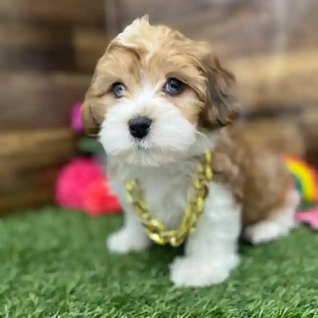 Male Lhasa-Poo Puppy for Sale in Braintree, MA