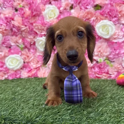 Male Dachshund Puppy for Sale in Braintree, MA