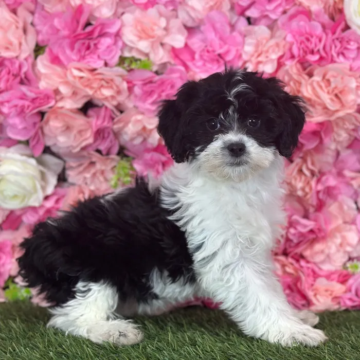 Female Lhasa-Poo puppy named Dolly for sale at Pet Express Saugus.