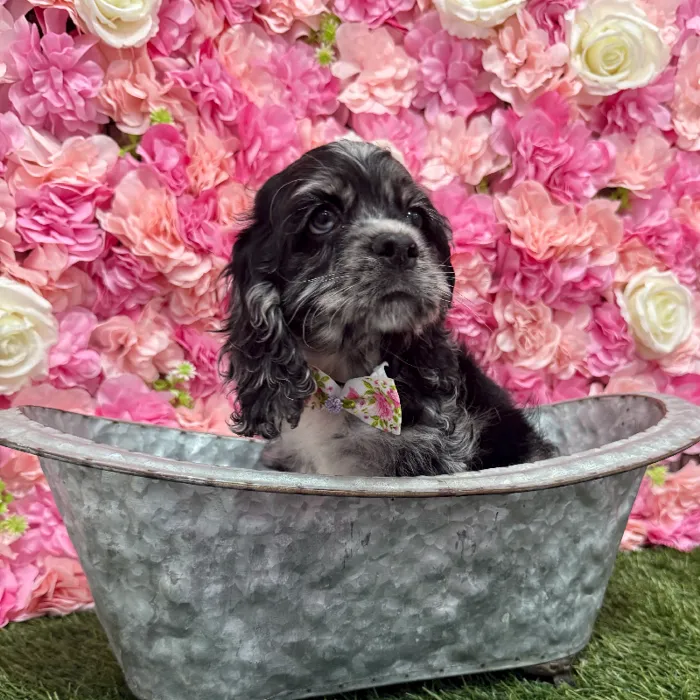 Male Cocker Spaniel Puppy for Sale in Braintree, MA