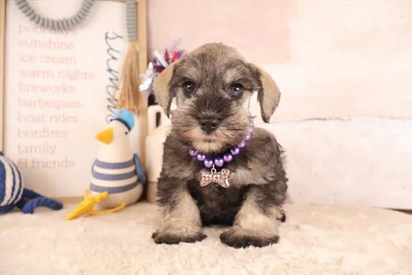Female Miniature Schnauzer puppy named Melanie for sale at Pet Express Braintree.