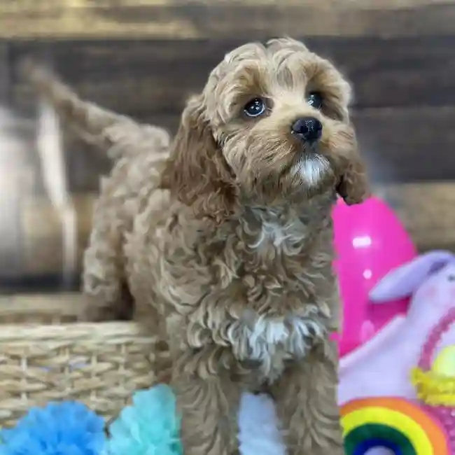 Female Cockapoo Puppy for Sale in Saugus, MA