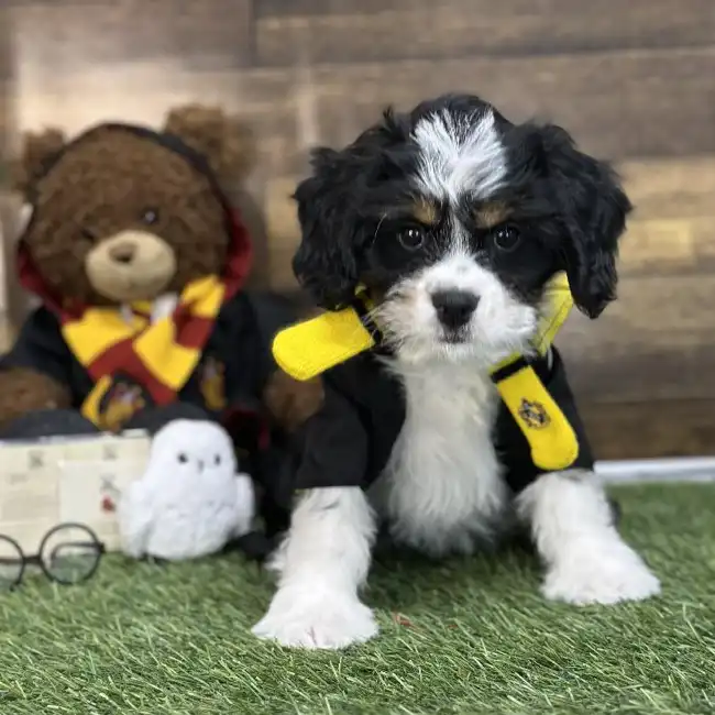 Female Mini Bernedoodle 2nd Gen Puppy for Sale in Saugus, MA