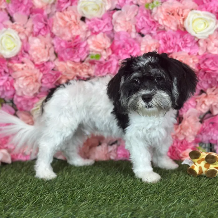 Male Lhatese puppy named Ritchie for sale at Pet Express Saugus.