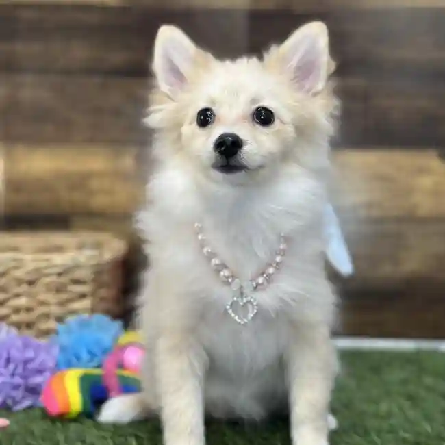 Female Pomeranian Puppy for Sale in Saugus, MA