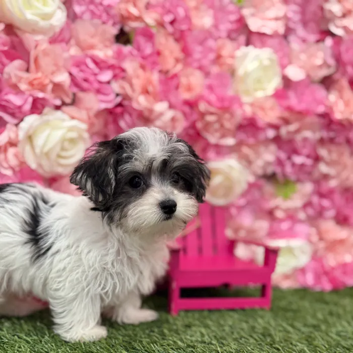 Male Morkie Puppy for Sale in Braintree, MA