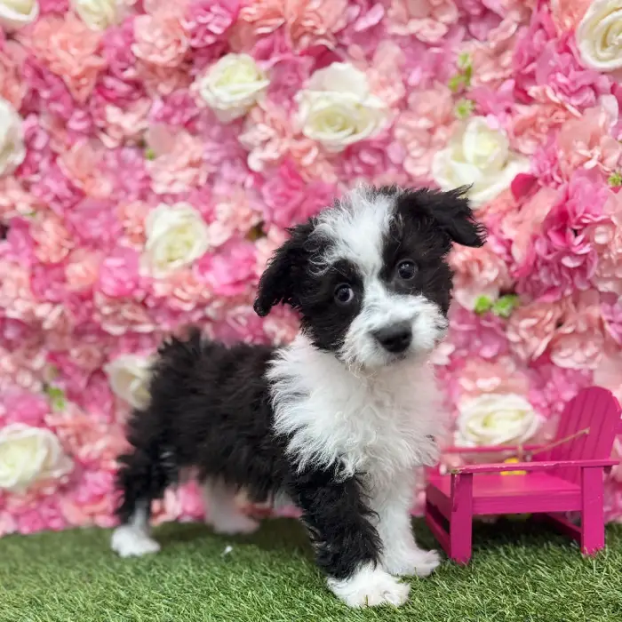 Female Aussiechon Puppy for Sale in Braintree, MA