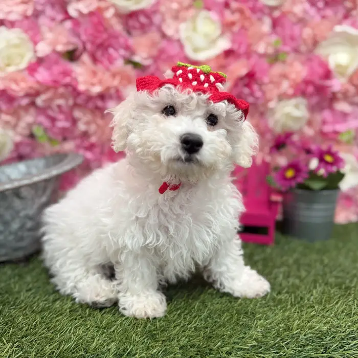 Male Bichon Frise Puppy for Sale in Braintree, MA