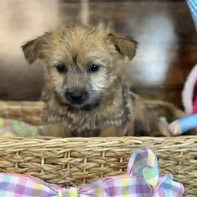 Male Cairn Terrier Puppy for Sale in Saugus, MA