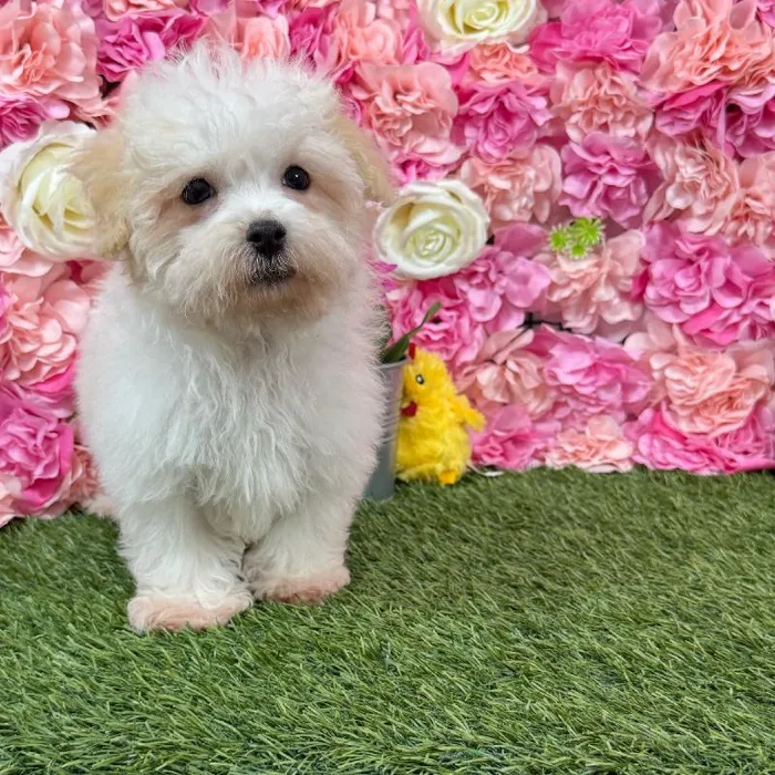 Male Havamalt puppy named Coconut for sale at Pet Express Braintree.