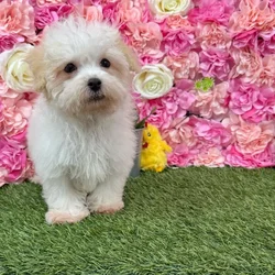 Male Havamalt puppy named Coconut for sale at Pet Express Braintree.