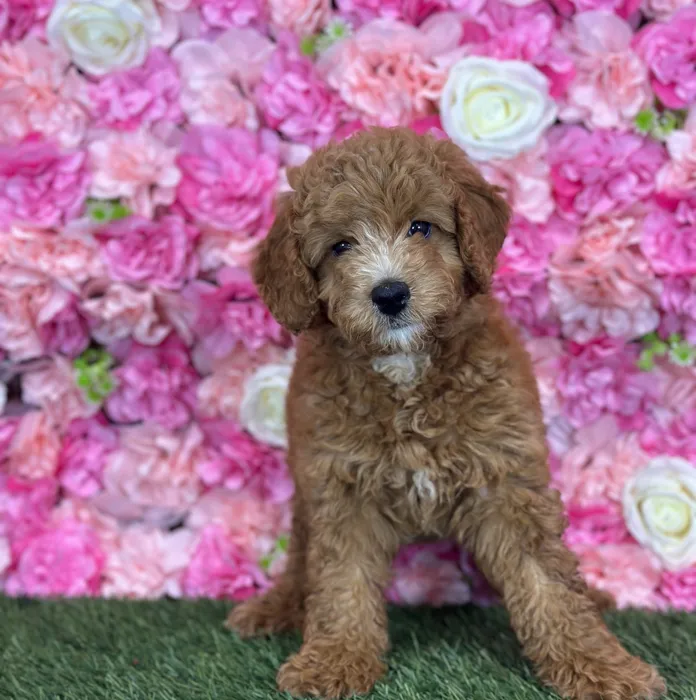 Female Mini Goldendoodle 2Nd Gen puppy named Peach for sale at Pet Express Saugus.
