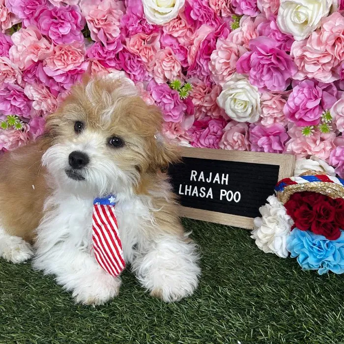 Male Lhasa-Poo puppy named Rajah for sale at Pet Express Braintree.