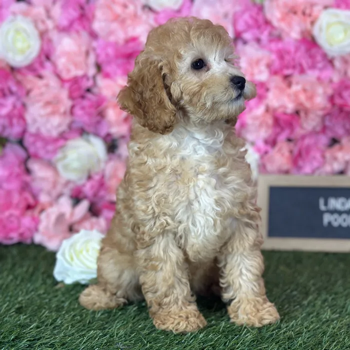 Female Poodle (Mini) puppy named Linda for sale at Pet Express Saugus.
