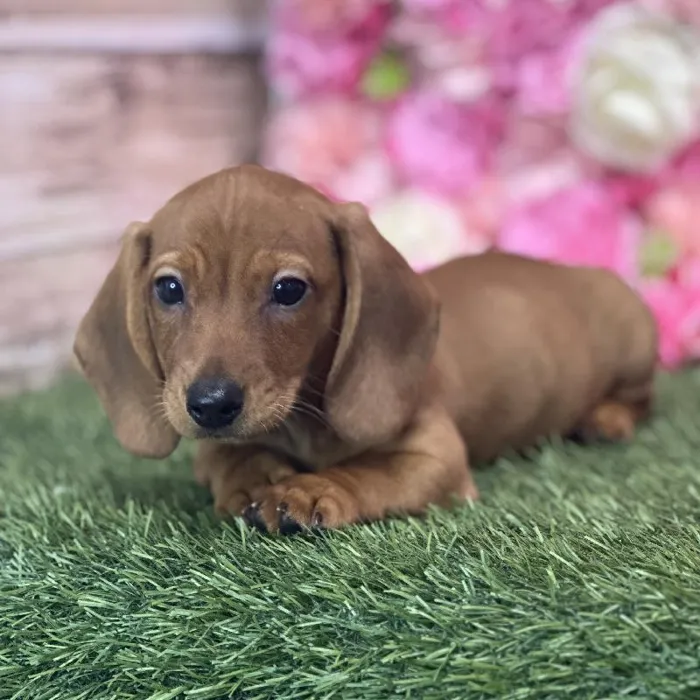 Male Dachshund Puppy for Sale in Saugus, MA