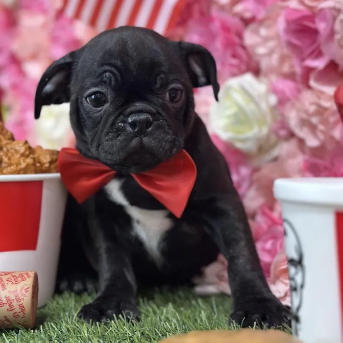 Male Bugg Puppy for Sale in Saugus, MA