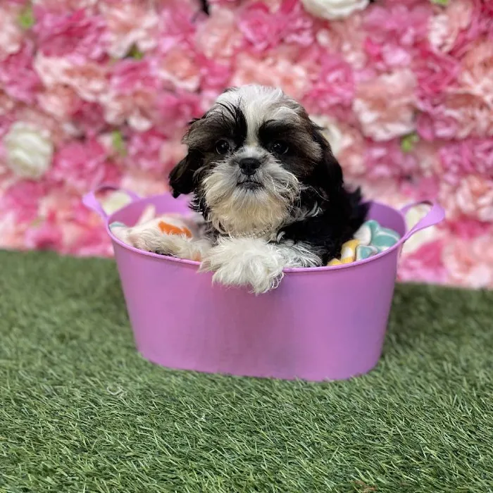 Female Shih Tzu Puppy for Sale in Saugus, MA