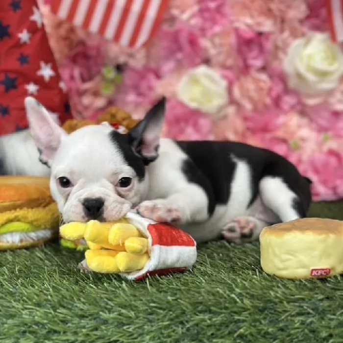 Female Froston Puppy for Sale in Saugus, MA