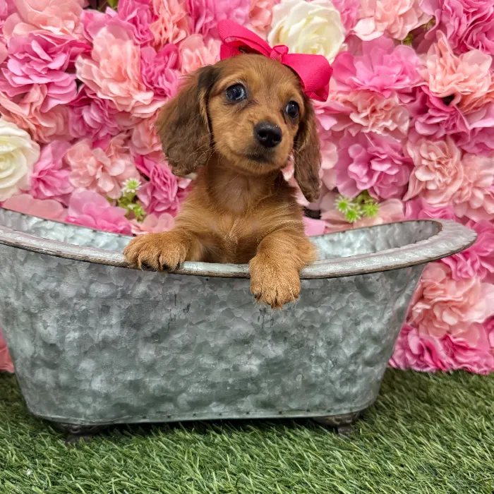 Female Dachshund Puppy for Sale in Braintree, MA