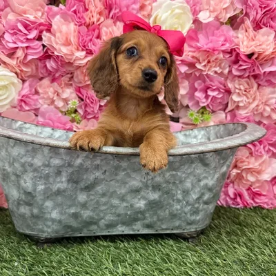 Female Dachshund Puppy for Sale in Braintree, MA