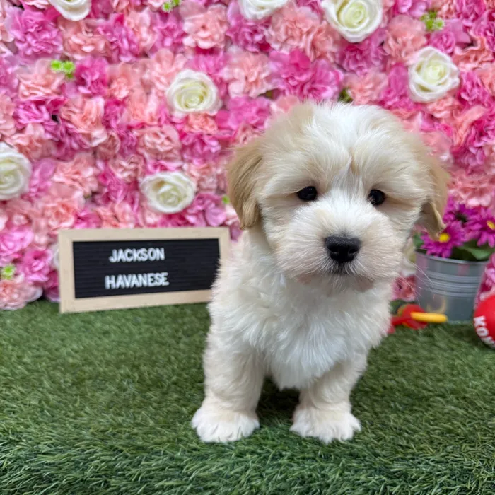 Male Havanese puppy named Jackson for sale at Pet Express Braintree.
