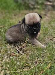 car_main_img_/media/ap_media/pets/JXWMILFFZQXM188789.webp.250x250_q85.webp
