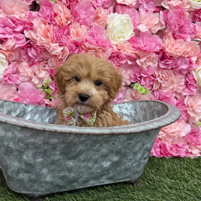 Male Mini Goldendoodle 2nd Gen Puppy for Sale in Braintree, MA