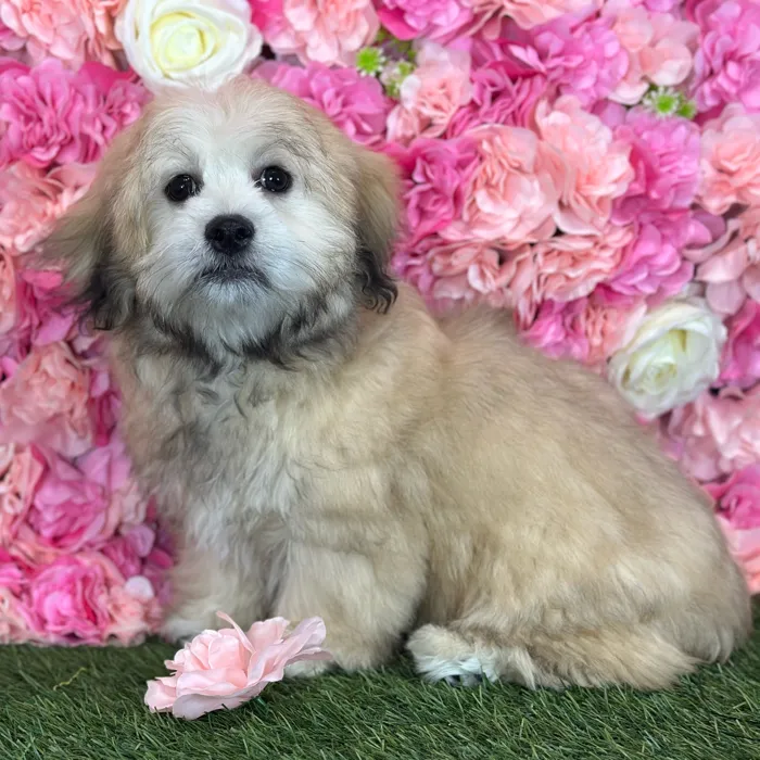 Male La-Chon puppy named Randy for sale at Pet Express Saugus.